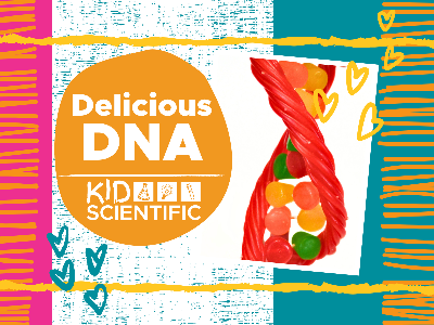 Delicious DNA at Taylors Falls Elementary